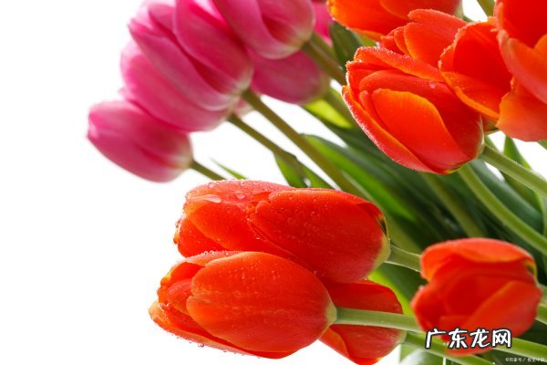 长寿郁金香花海在哪里,重庆主城有哪些赏花的地方