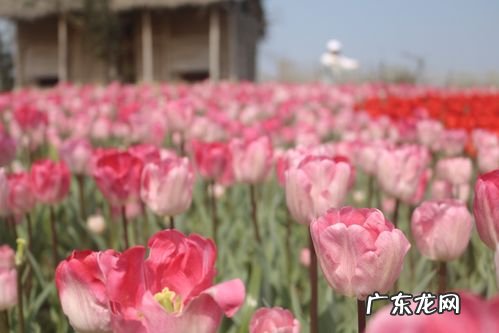 长寿郁金香花海在哪里,重庆主城有哪些赏花的地方
