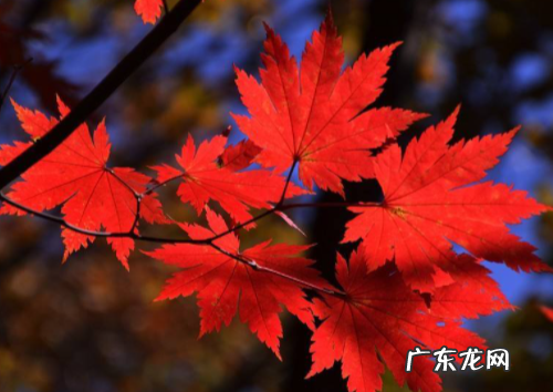 枫树的寓意和象征意义,枫叶的寓意和象征风水