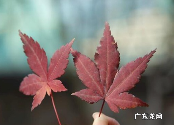枫树的寓意和象征意义,枫叶的寓意和象征风水
