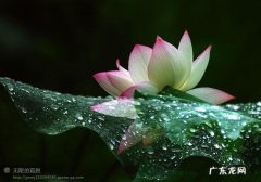 怀莲是什么意思,给女孩取名