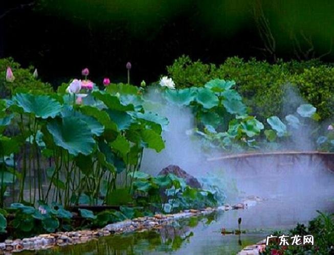 怀莲是什么意思,给女孩取名