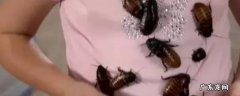 被蟑螂爬过的衣服能穿吗 蟑螂爬到衣服上穿了会怎么样
