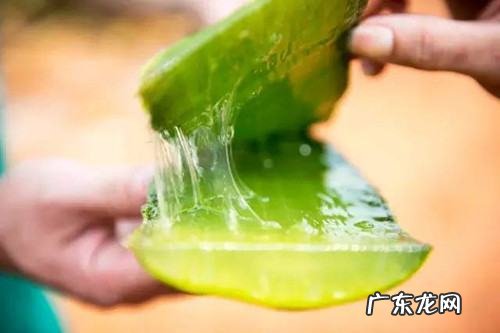 芦荟胶可以不洗过夜,芦荟胶可以涂在脸上睡觉