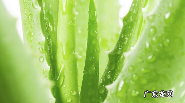 芦荟胶可以不洗过夜,芦荟胶可以涂在脸上睡觉