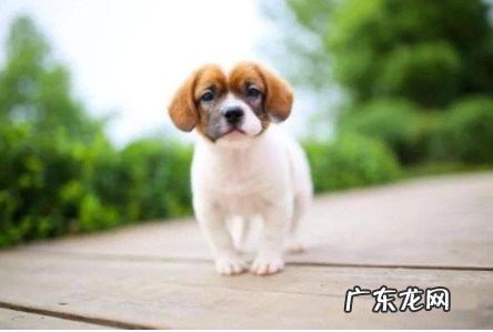 海底捞能带宠物,海底捞可以带宠物进去