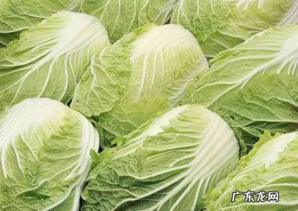 白菜是不是种子植物,白菜种子怎么来的