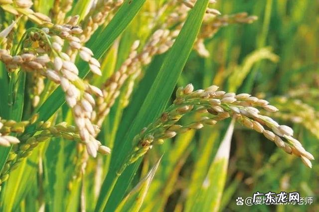 中国大米发源地,中国大米起源于什么年代
