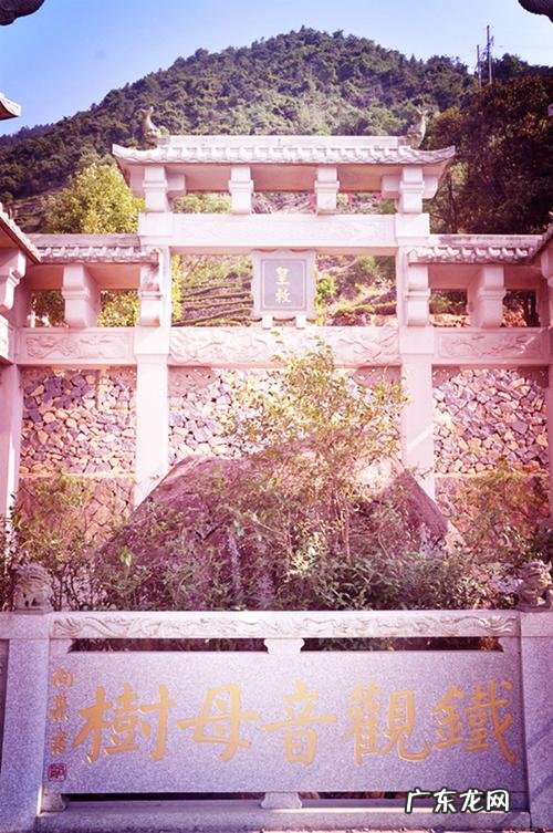 铁观音发源地是哪个省,铁观音发源地是哪个省份