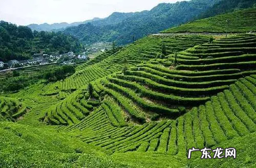 铁观音发源地是哪个省,铁观音发源地是哪个省份