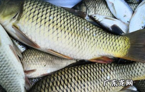 煮鱼需要的配料,煮鱼需要的配料菜
