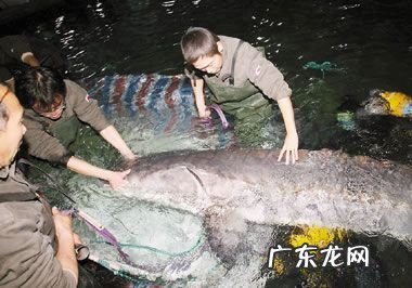 中华鲟怎么做好吃,鲟鱼怎么做好吃又简单还没腥味