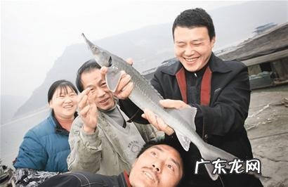 中华鲟怎么做好吃,鲟鱼怎么做好吃又简单还没腥味