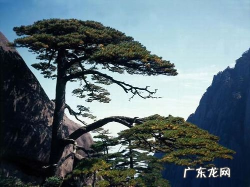 松在名字里的寓意,松的寓意是什么意思