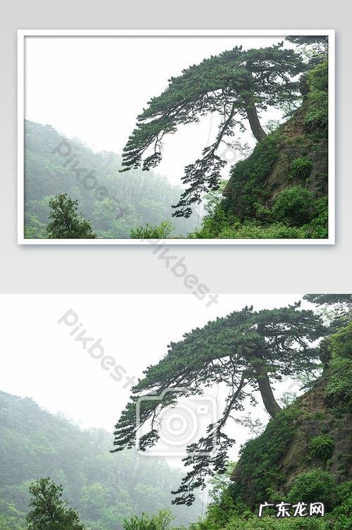 泰山松的寓意,泰山松的精神特点是什么
