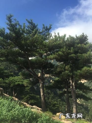 泰山松的寓意,泰山松的精神特点是什么
