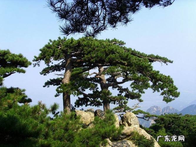 泰山松的寓意,泰山松的精神特点是什么