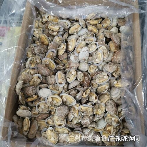 花甲肉怎么处理干净,无壳的花甲肉怎么洗干净