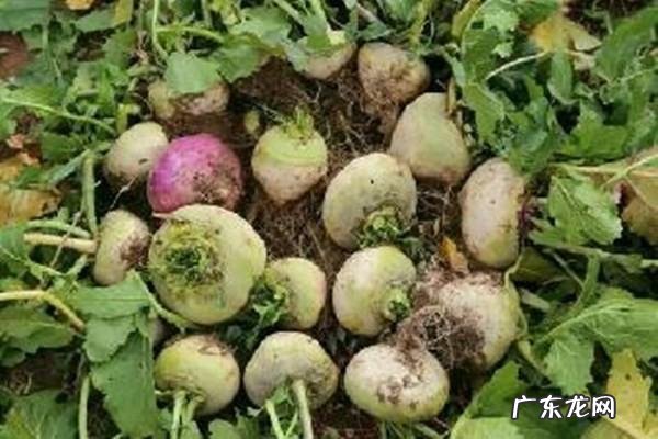 恰玛古怎么凉拌食用,恰玛古的食用方法