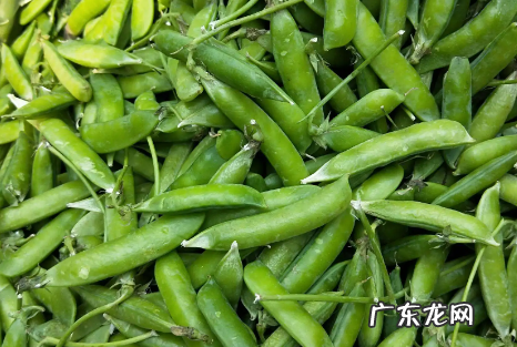 生的豌豆可以冷冻多久,新鲜豌豆怎样冷冻保存