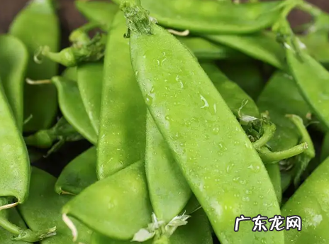 生的豌豆可以冷冻多久,新鲜豌豆怎样冷冻保存