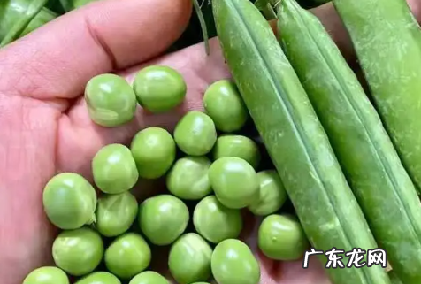生的豌豆可以冷冻多久,新鲜豌豆怎样冷冻保存