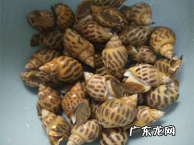 炒花螺的做法,正宗爆炒花螺的做法窍门