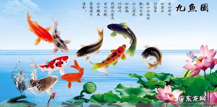 关于鱼的吉祥话,金龙鱼吉祥语怎么说