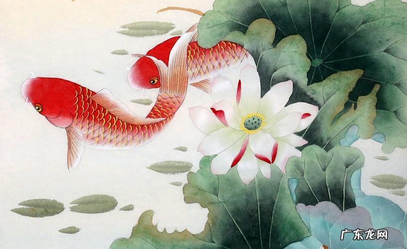 关于鱼的吉祥话,金龙鱼吉祥语怎么说