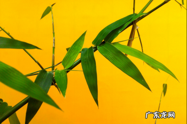 枝枝杈杈怎么读,甯怎么读读音