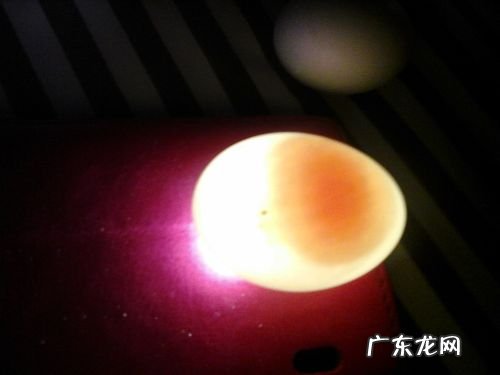 鸽子蛋如何保存还能孵,鸽子蛋怎么孵化小鸽子教学