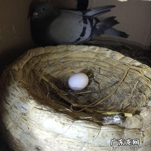鸽子蛋如何保存还能孵,鸽子蛋怎么孵化小鸽子教学