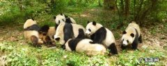 熊猫的外形特征有哪些 熊猫的外形特征有什么