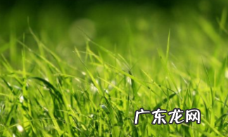 小草什么精神,小草具有什么样的精神品质