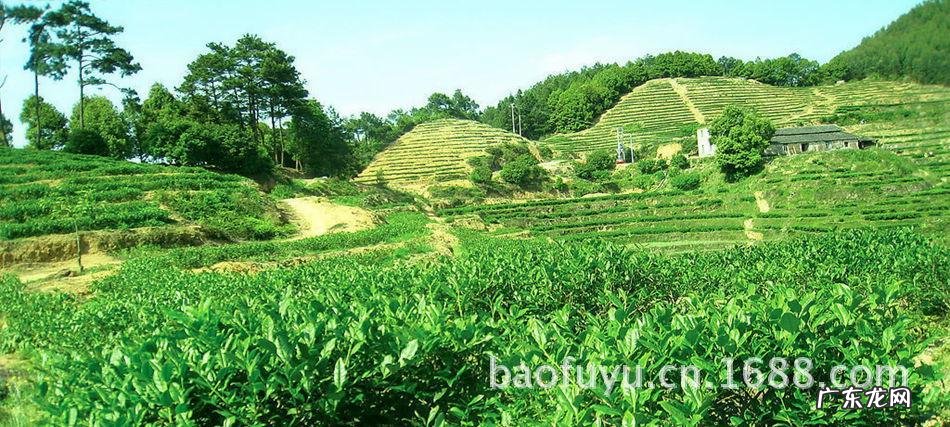 铁观音茶发源地,铁观音的发源地在哪个省份