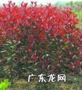 绿天竺寓意,南天竹的花是什么样的