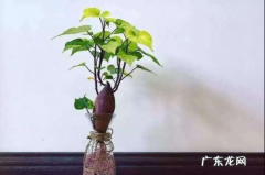 红薯发芽后怎么水培,番薯怎么发芽快
