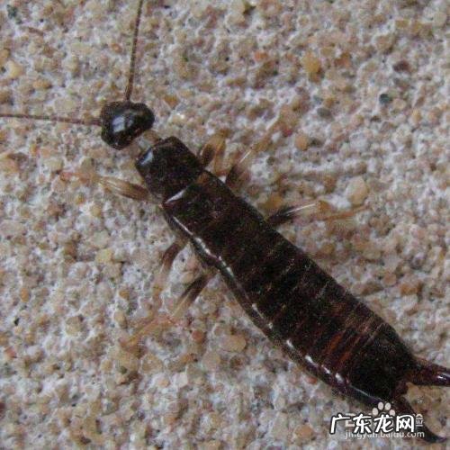 皮蠹虫怎么消灭,皮蠹虫怎么消灭樟脑好使么