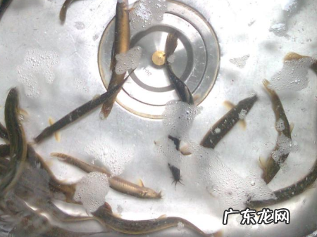 泥鳅怎么煮好吃,泥鳅怎么煮好吃才有营养