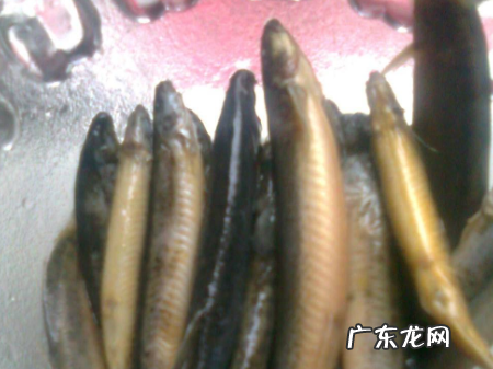 泥鳅怎么煮好吃,泥鳅怎么煮好吃才有营养