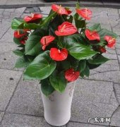 红掌移盆后要浇透水,刚移植到盆里的红掌需要浇水