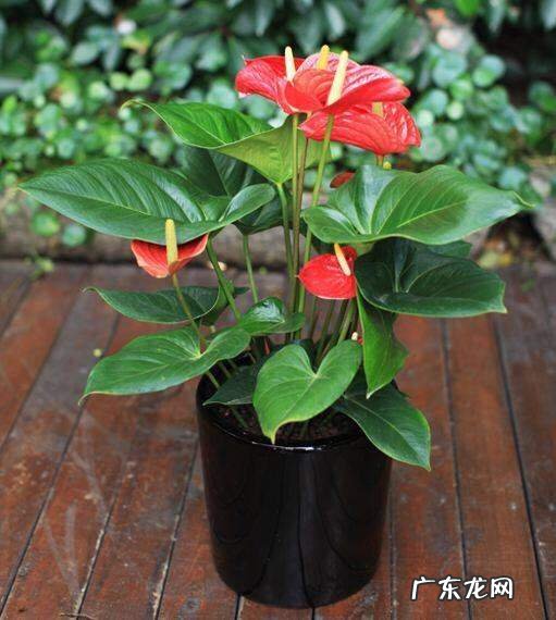 红掌移盆后要浇透水,刚移植到盆里的红掌需要浇水