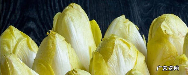 菊苣在农村叫什么 什么叫菊苣?