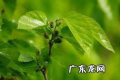 鲜桑叶可以直接吃,新鲜桑叶怎么吃