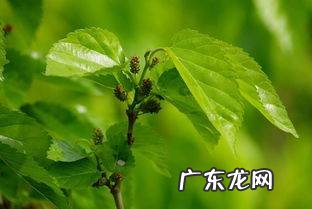 鲜桑叶可以直接吃,新鲜桑叶怎么吃