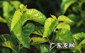 鲜桑叶可以直接吃,新鲜桑叶怎么吃