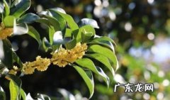 桂字在名字的寓意,带桂字的男孩名字好听