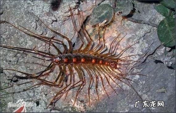 家里有蚰蜒怎么根除,家里蚰蜒怎么来的