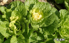 白菜属于什么植物类别,白菜是什么科
