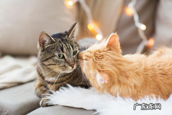 关于猫的谜语,谜底是猫的谜语